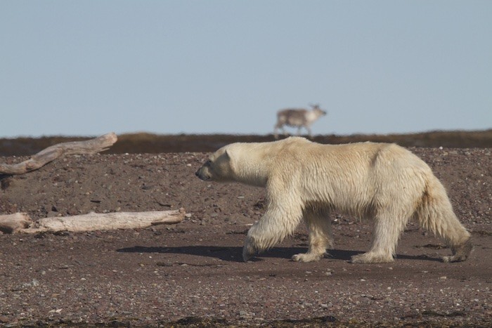 Polar Bear & Reindeer