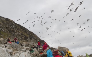 Dovekie flock returning to nesting grounds