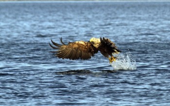 White Tail Eagle