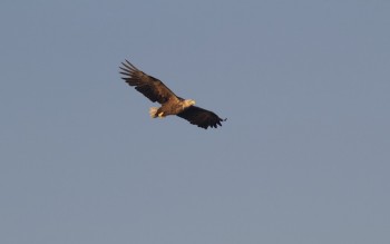 White Tail Eagle