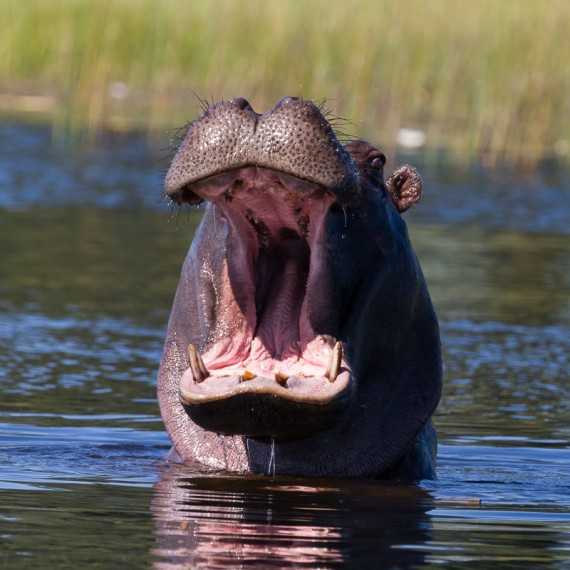 hippo