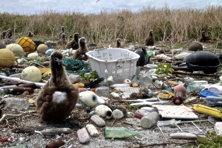 Laysan Albatros chick nests among washed up marine debris, Midway Islands