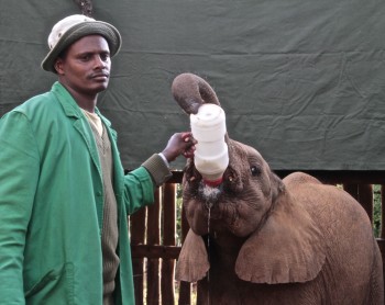 David Sheldrick Wildlife Trust