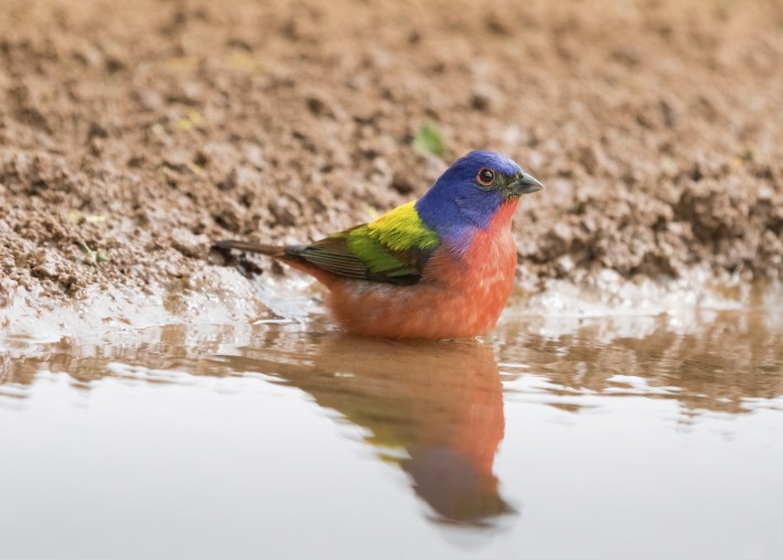 20150416 Painted Bunting1