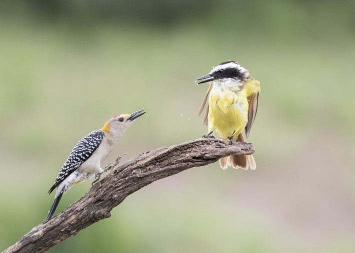 20150416 WoodpeckerKiskadee