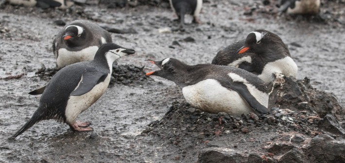 Gentoo Penguin  protestings Chinstrap Penguin coming close, Aitcho Island