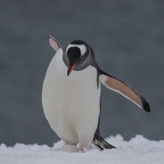 Gentoo Penguin, Orne Island