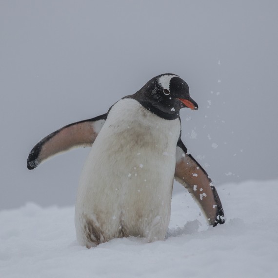 Gentoo Penguin, Port Lockroy