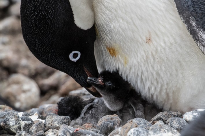 Gentoo Penguin with chick, Brown Bluff