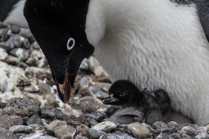 Gentoo Penguin with two chicks, Brown Bluff