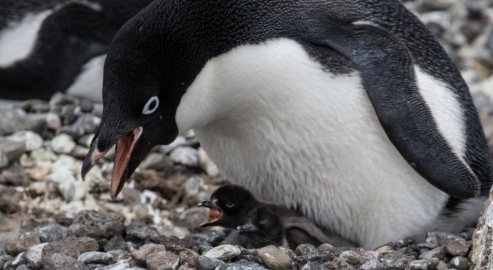 Gentoo Penguin with two chicks,  Brown Bluff