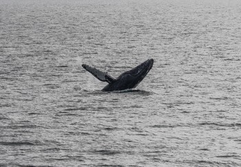 Humpback Whale breeching