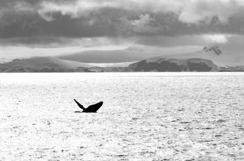 Humpback Whale breeching