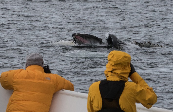 Humpback  Whale bubble feeding