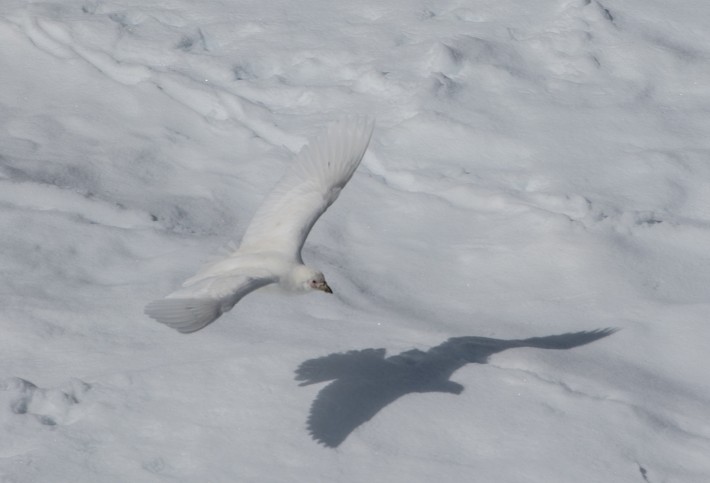 Snowy (Pale-faced) Sheetbill, Hydruga Rock