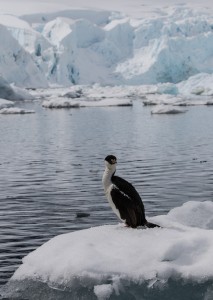 Rock Shag in Paradise Bay