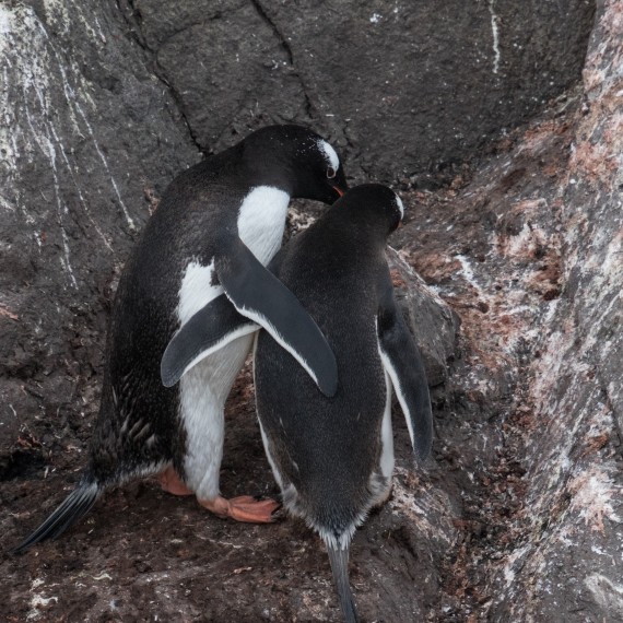 Gentoo Penguins courting, Port Lockroy