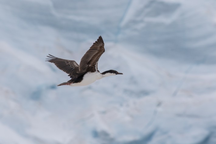 Antarctic Shag, Port Lockroy