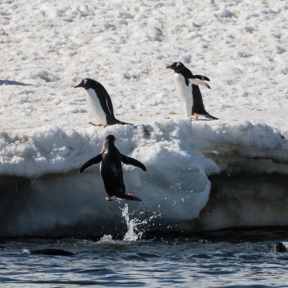 Gentoo Peguin jumping for shore, Danco Island