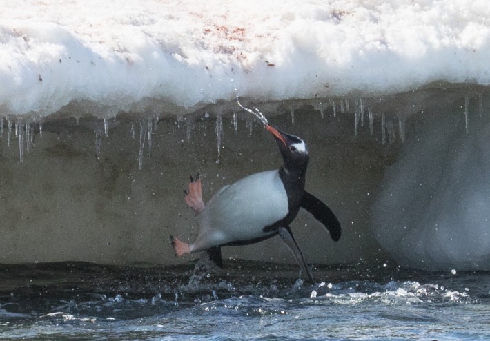 Gentoo Peguin not making it, Danco Island