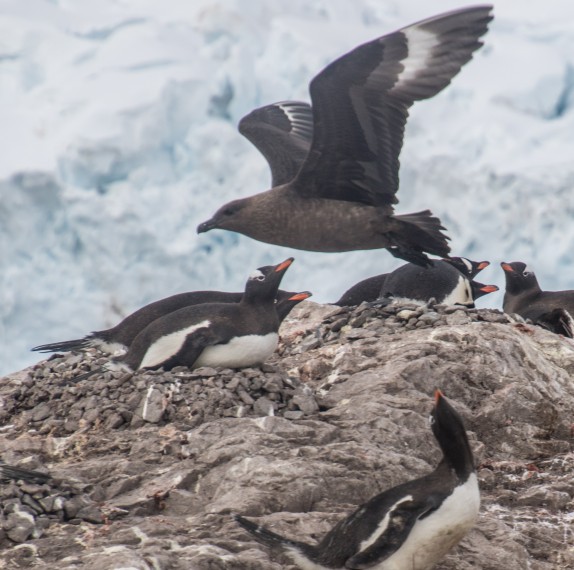 Brown Suka flying over Gento Penguins, Half Moon Island